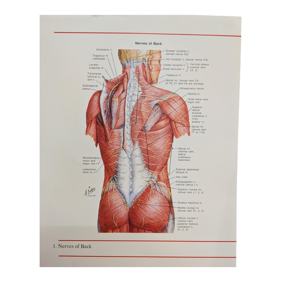 Selection of plates from the Ciba-Geigy Collection of Medical Illustrations - Frank H. Netter